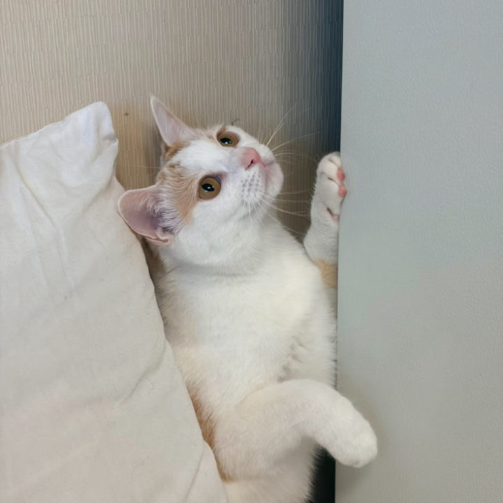 짱짱맨